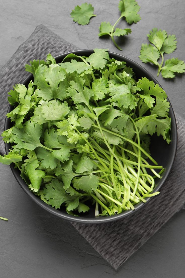 Coriander