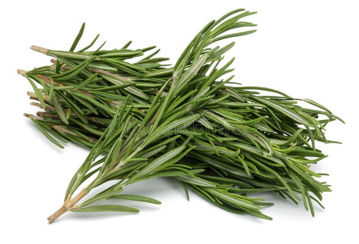 Rosemary