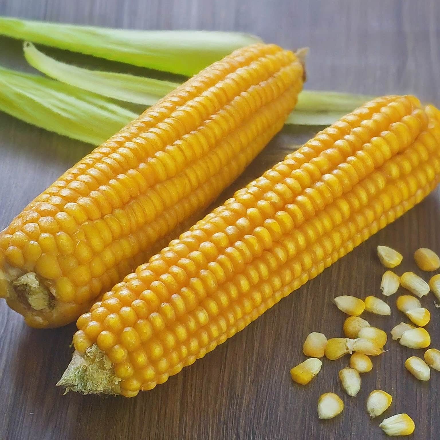 A single ear of corn with vibrant yellow kernels and green husks