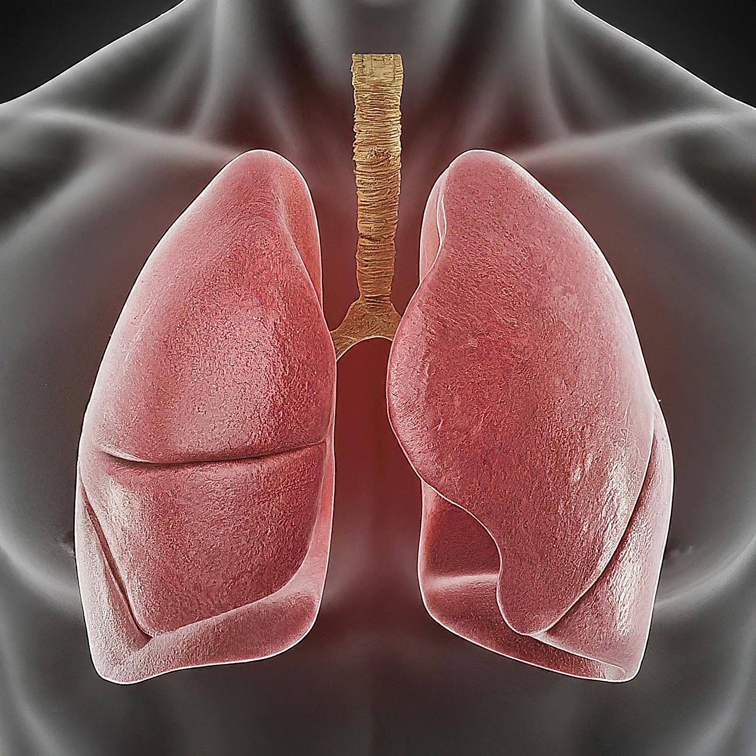 A 3d representation of healthy and pink lungs.