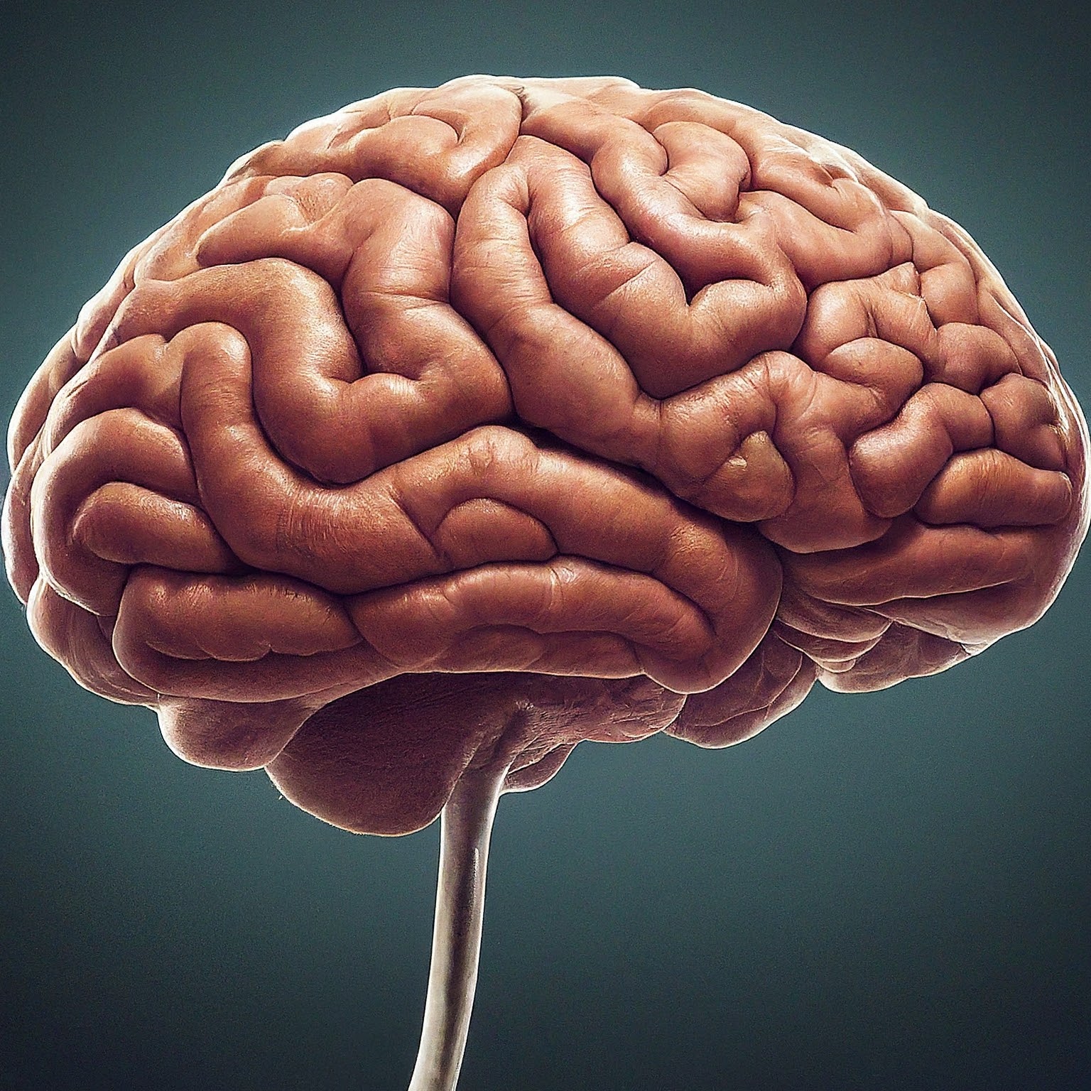 A detailed 3D render of a healthy brain, presented as a medical illustration