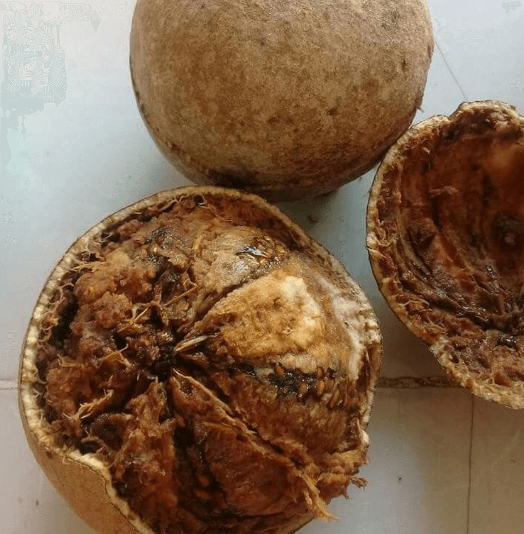 Wood Apple (Divul)