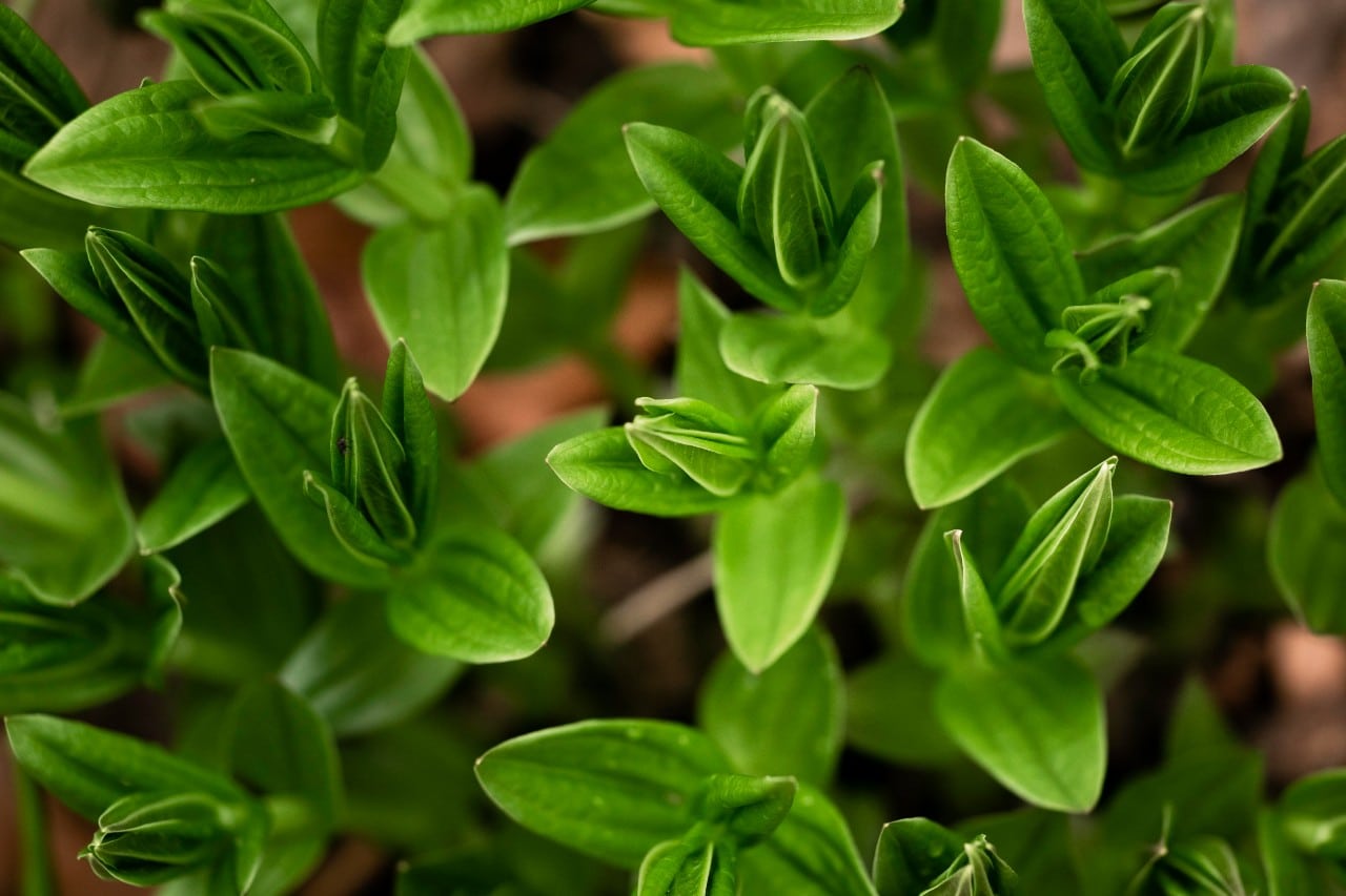 close up green leaves nature