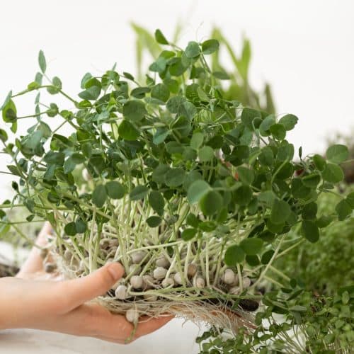 woman holding a bunch of fenugreek leaves