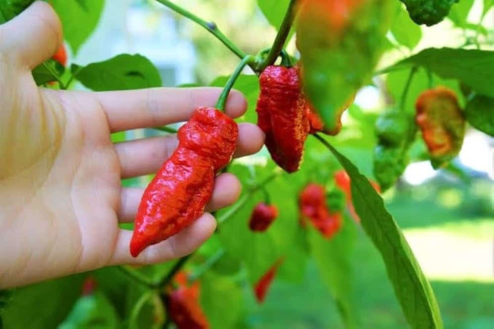 Hand holding ripe red Bhut Jolokia pepper.