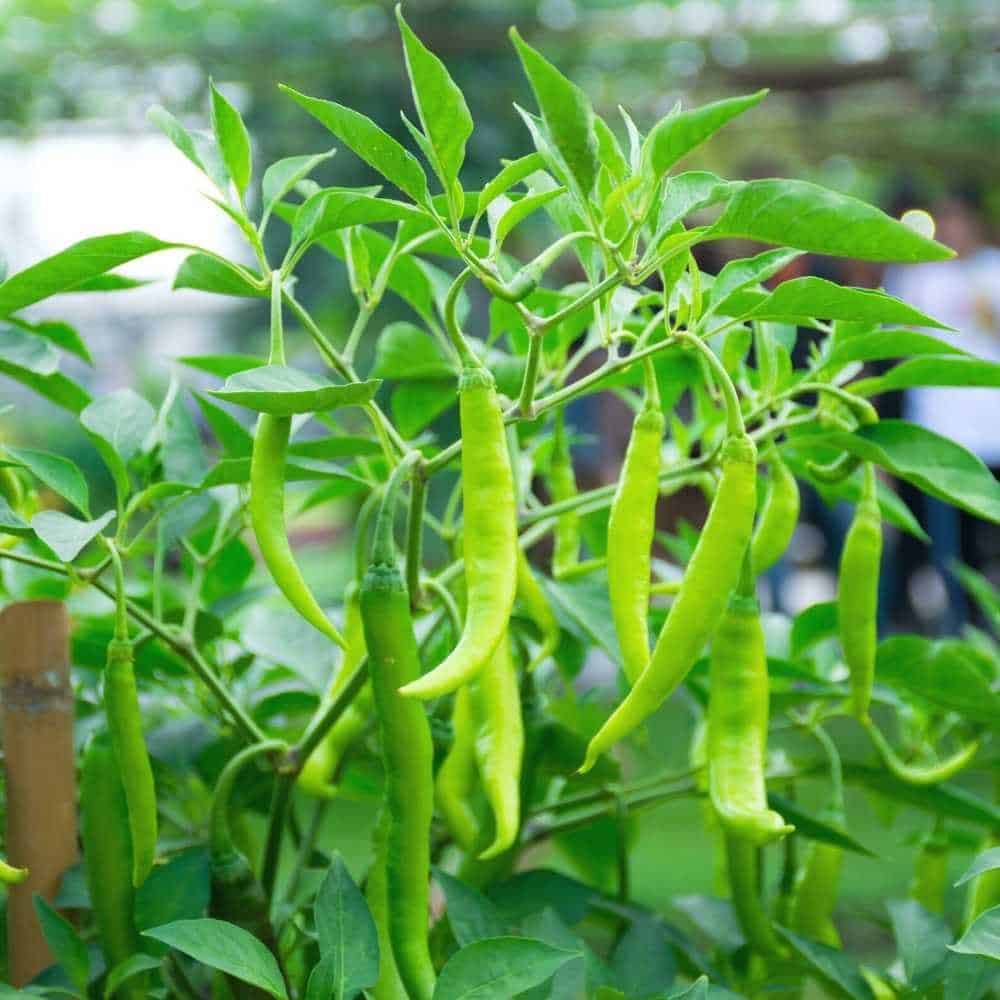 Jwala green chillies growing on a lush plant.