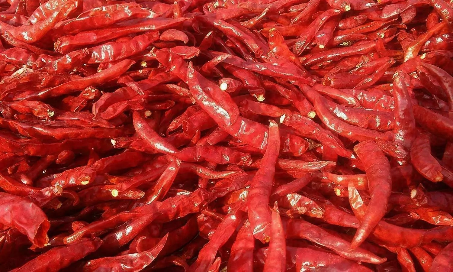 Bright red Mathania chillies spread for drying.